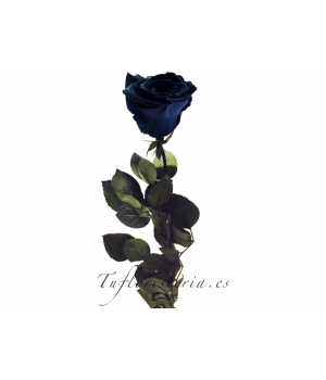 Rosa Negra Preservada Eterna